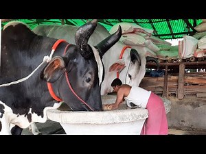 Biggest cow in the world 2020 - Biggest Cows & Bulls 2020