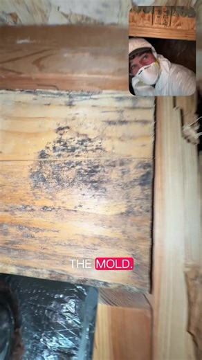 Confused about lumber mold? Here you go! #fyp #moldinspection #moldexposure #framingconstruccion