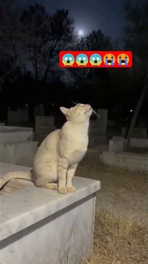 الللہ اکبر الللہ اکبر #shorts