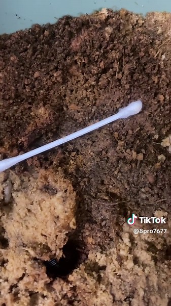 Exploring the Benefits of Siet and Sagoworm in Butod