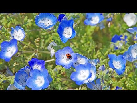 Growing Your Own FLAX SEED |