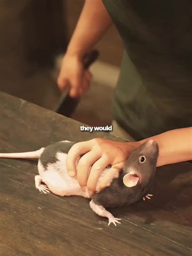 3D Animation: Grab the Rat Adventure