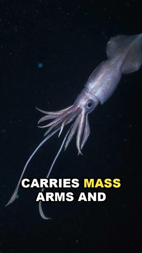 The Colossal Squid Carries Hooks in Its Arms