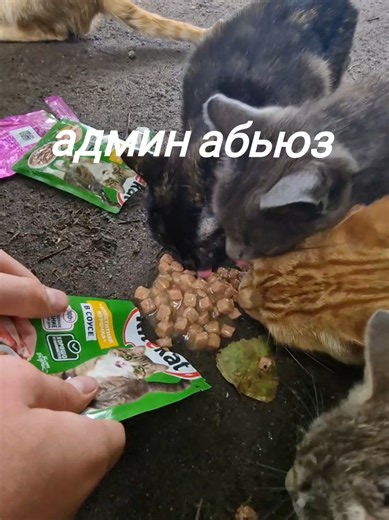 Админ абьюз для котиков: смешные домашние коты Felis catus