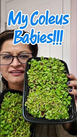 Coleus Seedlings Growth and Potting