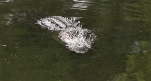 Alligator attack prompts removal from Mobile park