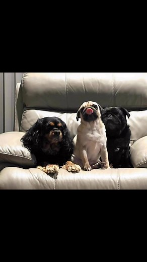 These dogs are so cute in the afternoons. Romeo the Cavalier, Bella the black pug and Molly the fawn pug. Hanging out together waiting for me to give them treats 😂 #pugs #cavalierkingcharles | John Teixeira