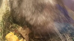 Ohhh Shetti... My love, you're in the cricket aquarium to eat crickets, not to eat their pumpkin.... | NC Wildlife Rehab