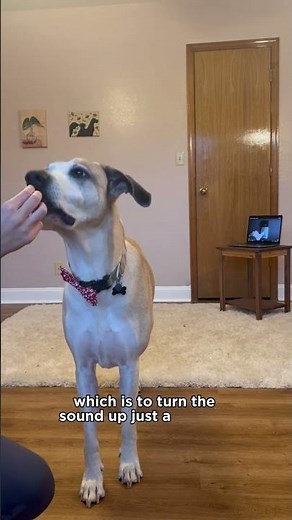 Doorbell Sound Training Tips For Dogs #puppybarking #puppygrowling