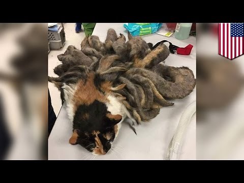 Rasta cat: abandoned cat’s matted fur grows into outrageous 2-pound dreadlocks - TomoNews