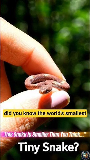 Barbados Threadsnake – The World’s Smallest Snake! 🐍 #facts #wildlife #youtubeshorts #snake