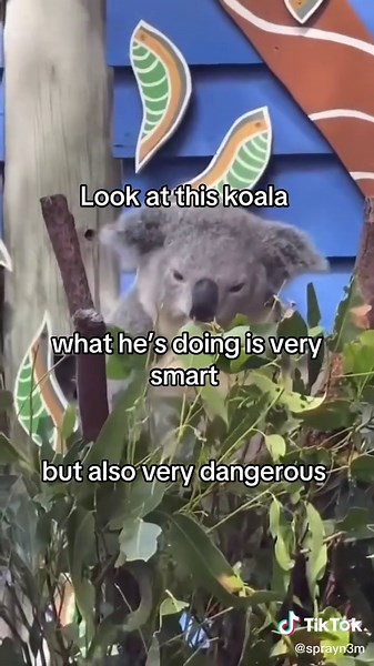 Very Smart Koala: Hilarious Moments