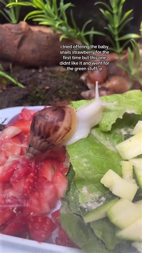 Baby African Snail Tries Strawberry for First Time