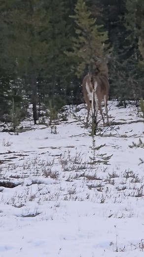 Ol boy just checking in on his scrapes. #alberta #whitetail | Greg Rice