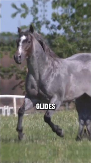 These 2 Horse Breeds Are Absolutely Mesmerizing #horses #equestrianjourney #animalfacts