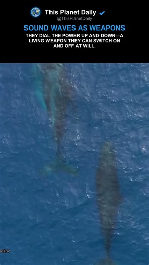 How Dolphins Hunt With Sound Waves