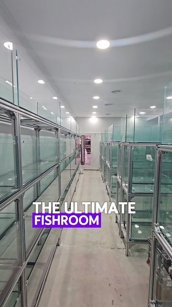 The Ultimate Fish Room Build with 150 Tanks and More