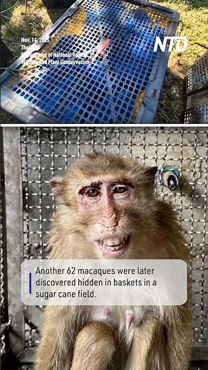 143 Monkeys Rescued From Suspected Wildlife Smugglers