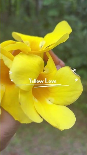 The Beauty of Yellow Flowers 🌼 | Nature in Full Bloom