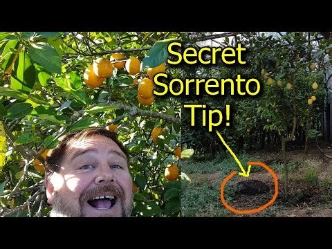 Growing lemons with fresh manure fertiliser but no mulch! How to plus other growing tips!
