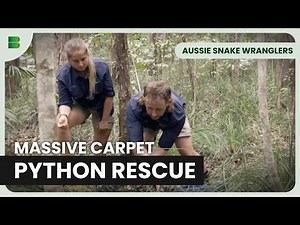 Massive Carpet Python Rescue! | Aussie Snake Wranglers