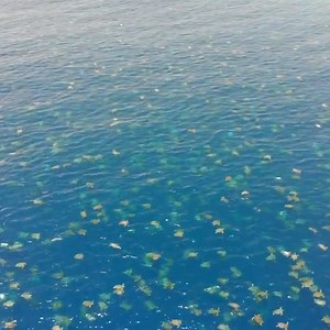 82K views · 214 reactions | Up to 64,000 green turtles were captured on drone footage swimming around Australia’s Great Barrier Reef | In The Know Conservation | Facebook