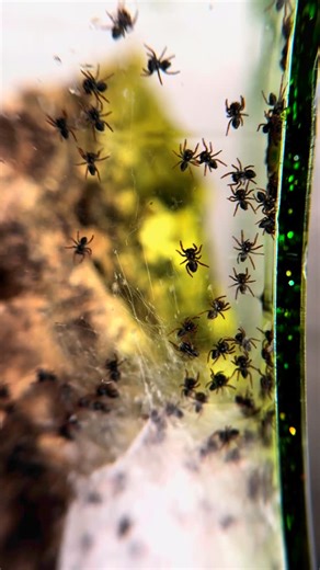 tarantula kat on Instagram: "surprise jumping spider babies! Phiddipus regius :)"