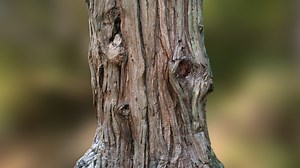 Tree scan - Buy Royalty Free 3D model by R0m1R