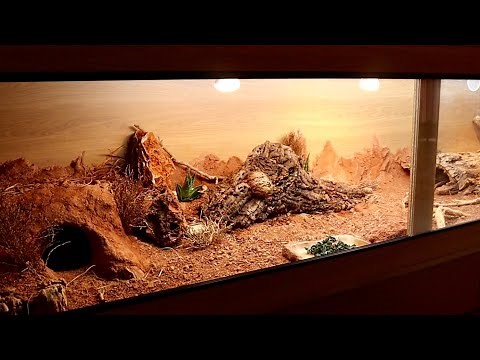 BEARDED DRAGON SETUP AND CARE