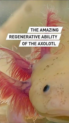 The amazing regenerative ability of the axolotl