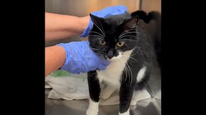 8.1K views · 974 reactions | Atlas, a dapper black and white tuxedo,...