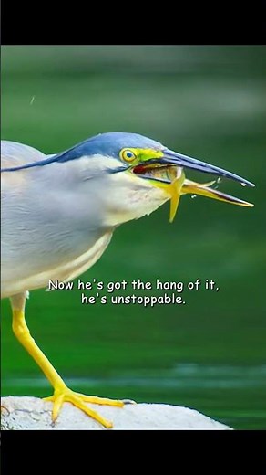 He fishes using bait just like humans do. #wildlife #animals #shorts