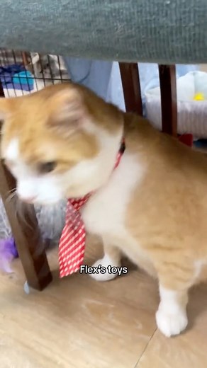 13K views · 1.4K reactions | Dapper Dan seeks Justice for Flex #justice #dapperdan #cats #poopemoji #disabledcat | The Cattery Cat Shelter | Facebook