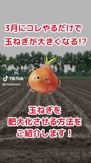 玉ねぎ栽培の成功法則
