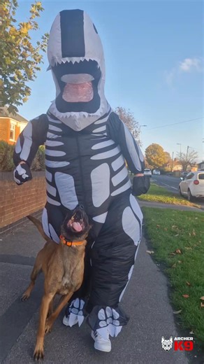 5.8K views · 121 reactions | When you try to train your Malinois in a...