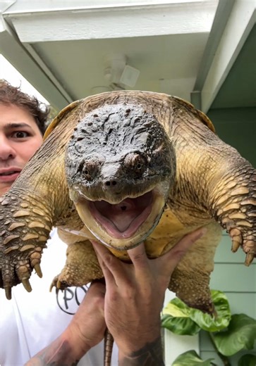 Bowser the snapping turtle gets a new pond!! | snapping turtle