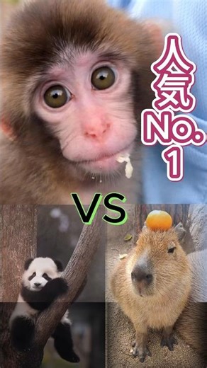 パンダとカピバラを超えたパンチくん #パンチくん #パンチ君 #monkey #可愛い