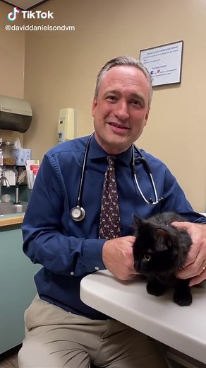 How to Give Liquid Medicine to Cats: A Vet's Guide