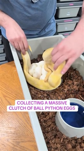 Collecting a MASSIVE Clutch of Ball Python Eggs😍🐍🔥
