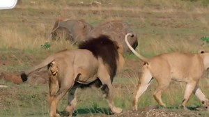 2.1M views · 10K reactions | part 100 || Animal Breeding season #foryou #foryoupage #trending #viral #animals #wildanimals #wild #wildlife #animaldocumentary #savanna #danger #fyp #tiktok #breeding #lion | Animals Life | Facebook