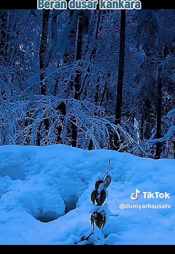 Enlightened_mind on TikTok