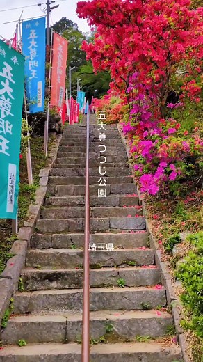 埼玉県越生町の五大尊つつじ公園… そろそろ見れる絶景🥳 昨年投稿しそびれました🙋🤔 青梅の塩船観音寺撮影後の 昨年の4月26日朝の6時半撮影📱 境内前に有料駐車場あり（400円） 出入りは一方通行になります 臨時駐車場各所に有り つつじ園はとても広く 新しく南側に広がった エリアがあります 次々に新しい苗が植えられて 広がりつつあります🥳🥳 #五大尊つつじ公園 #越生町 #埼玉県