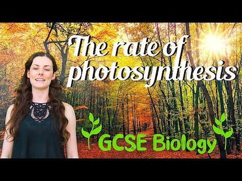 The Rate of Photosynthesis - GCSE Biology