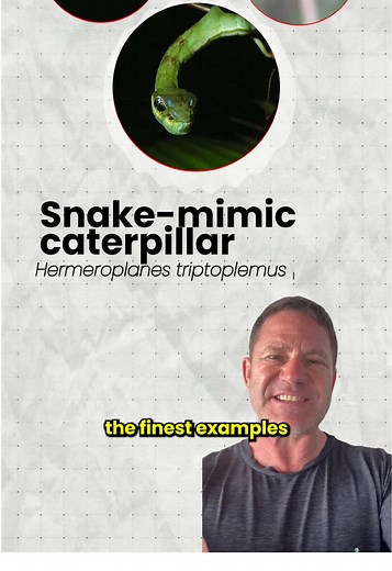 Mimicry: Evolution or Creator? | Powerful Examples
