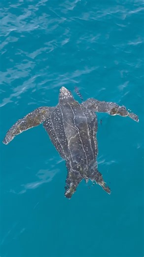 David Currie on Instagram: "DINOSAURS🐢 . . . . Leatherback Turtle Number 4 🤯 Have I found a migration path of theirs? I’m not sure but it’s still very interesting to see these prehistoric beauties all going South 🐢 How insane are those facial markings?! Such an incredible species 😍 ☠️ #westernaustralia #ausgeo #earthcapture #yesbbcearth #ocean #leatherbackturtle #explorepage"