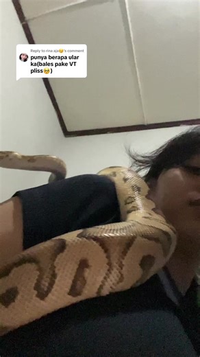 Replying to @rina aja😚 dari hobby trs jadiin bisnis jd jumlahnya naik turun wkwk #bp #fypシ #pet #responsiblepetownership #python