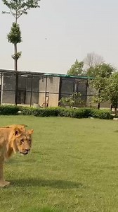 Lion_king_Simba_playing_with_friends_#comedy #funny #memes #funnymemes #meme #lol #love #humor #fun #dankmemes #tiktok #memesdaily #instagram #follow #funnyvideos #like #lmao #jokes #instagood #viral #dank #dailymemes #laugh #explorepage #trending #edgymemes #comedian #memepage #offensivememes #musica #explorepage #comedy #offensivememes #dailymemes #memes #memesdaily #funnyvideos | Tiger power