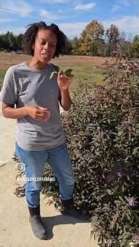 Chaste Tree herb benefits #farming #gardening #herbal #health