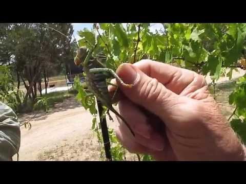 Red eyed Devil - Neobarrettia Spinosa - Carnivorous Katydid