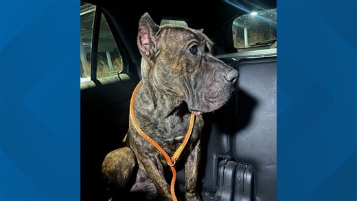 Police find dog wandering Montgomery County trail